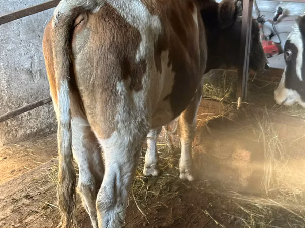 सांड, Simmental cattle