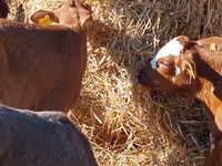 أبقار (دفعة، الجنس غير محدد), Simmental cattle — الصورة 3