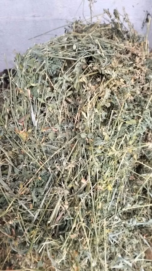 Vînd tiucuri de lucernă curată (100 lei de la 50 tiucuri în sus)