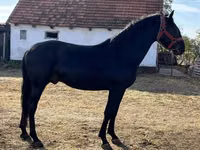 公马, Nonius horse — 照片 2
