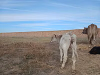 गाय, Swiss cattle — फ़ोटो 6