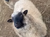 भेड़, White Suffolk sheep — फ़ोटो 4