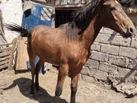 घोड़ा, Thoroughbred horse — फ़ोटो 3