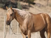 घोड़ा, Quarter Horse — फ़ोटो 5