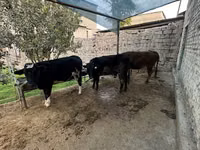 母牛, Cattle — 照片 5