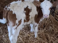 ثور, Simmental cattle — الصورة 5