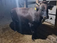 公牛, Cattle — 照片 1
