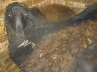 Ram, Qashqai sheep — photo 3