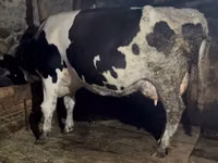 母牛, Russian Black pied cattle — 照片 5