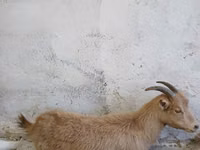 母山羊, Saanen goat — 照片 1