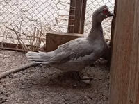 Ducks — الصورة 5