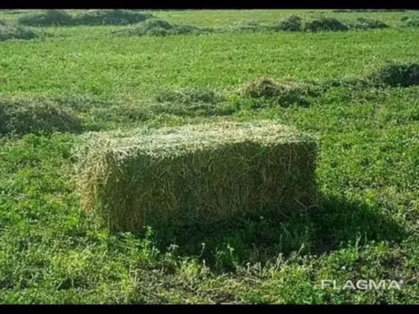 Куплю куплю сатып алам беде тюк 600шт