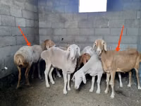 Sheep, Katum sheep — photo 1
