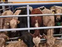 Bulle, Aberdeen-Angus — Foto 4
