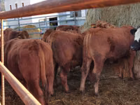公牛, Simmental cattle — 照片 5