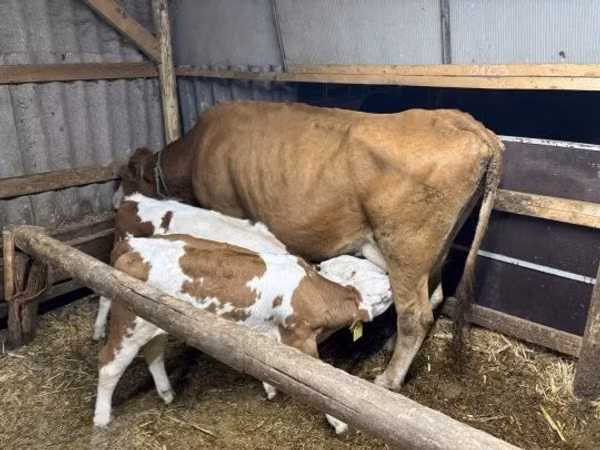 Үнээ, Simmental cattle