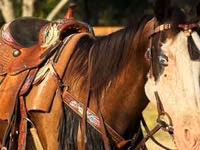घोड़ी, American paint horse — फ़ोटो 5