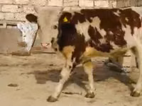 母牛, Latvian Blue cattle — 照片 1