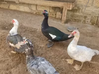 Ducks — फ़ोटो 1