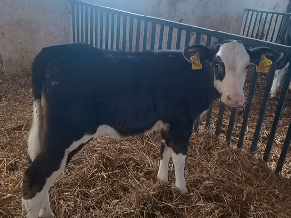 Cow, Hereford
