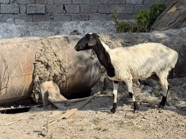 Хонь, Blackheaded Persian sheep