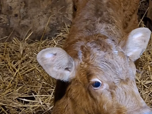 ثور, Simmental cattle