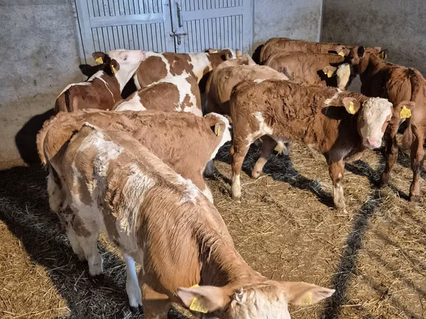 公牛, Simmental cattle