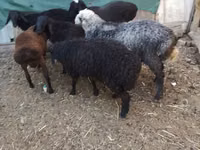 Ram, Arabi sheep — photo 8