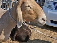 Schaf, Edilbay sheep — Foto 3