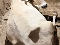 गाय, Ukrainian Brown Dairy Cattle — फ़ोटो 1