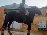 حصان, Russian warmblood — الصورة 3