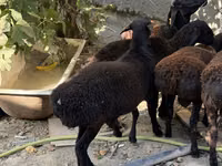 Widder, Aland sheep — Foto 2