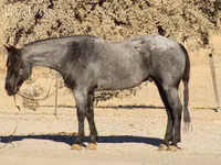 Адуу, Quarter Horse — 8 зураг