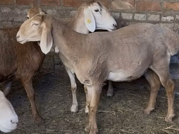 Хонь, Edilbay sheep