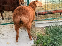 نعجة, Hissar sheep — الصورة 3