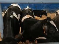 Бух, Russian Black pied cattle — 4 зураг