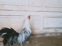 بريكيل — الصورة 5