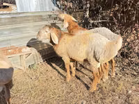 मेढ़ा, Edilbay sheep — फ़ोटो 7