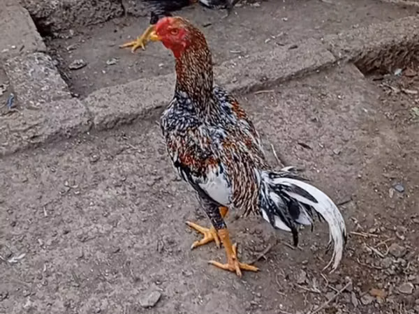 Chickens