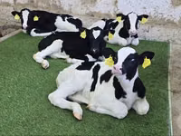 Cattle (batch, sex not specified), Russian Black pied cattle — photo 4