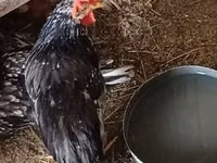 Chickens — الصورة 5
