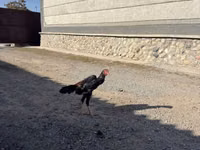 Chickens — 5 зураг