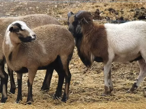 Sheep, Cameroon sheep