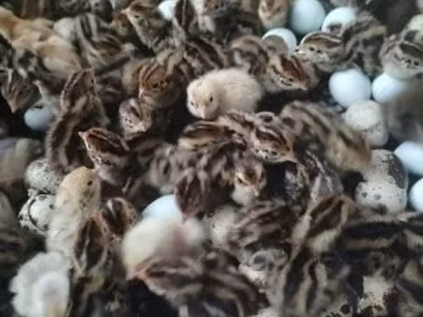 Quails