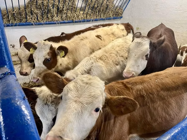 Vaca, Simmental cattle