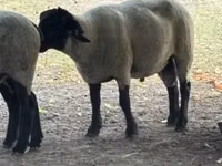 Ram, White Suffolk sheep — photo 3