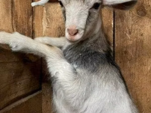 बकरा, Kamori goats