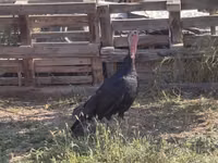 Norfolk Black — photo 3