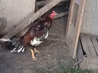 Chickens — foto 3