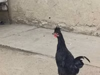 Kosovo Longcrower — photo 4